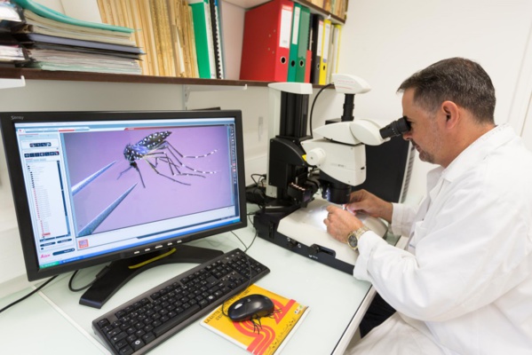 Atelier de formation en entomologie médicale à l’Université de Nouakchott Al-Asriya