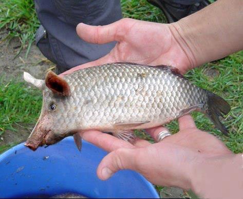 Le directeur du centre de distribution de poisson à Kiffa : « Nous ne sommes pas concernés par les quantités saisies à Touil »