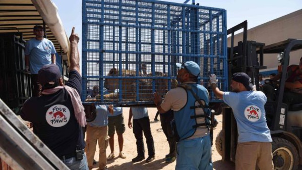 Des animaux d'un zoo d'Alep évacués en Turquie