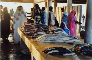 Nouveaux investissements dans le marché aux poissons de Nouakchott