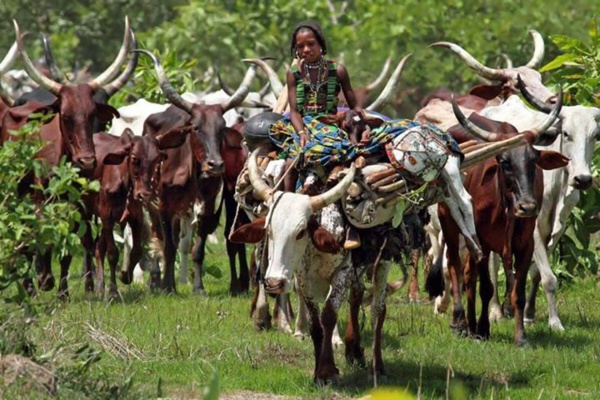 La Mauritanie célèbre la journée internationale de la vache