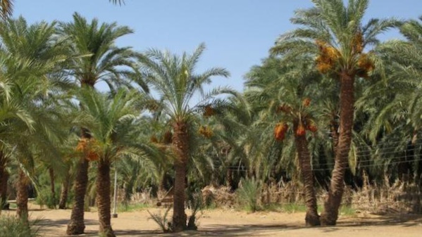 La ‘’Guetna’’ dans la wilaya de l’Adrar une saison de repos et de détente