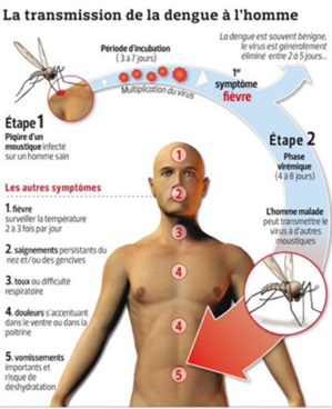 Cas de la fièvre de dengue à l'hôpital de boutilimit