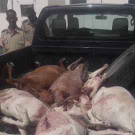 Nouakchott/Sécurité : Coup de filet de la gendarmerie dans le milieu des voleurs de bétail