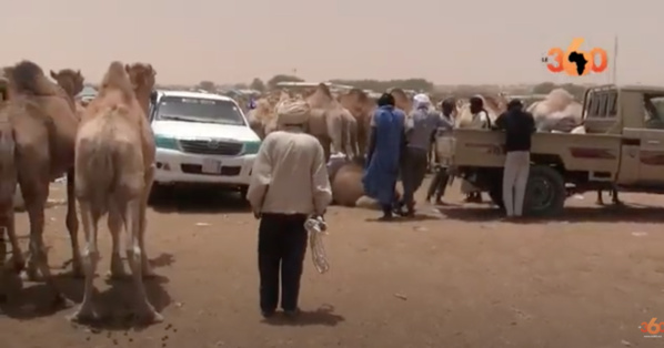 Mauritanie : un tour au marché de boeufs et chameaux de Nouakchott