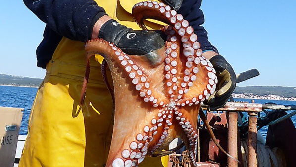 La pêche artisanale du poulpe : Quels effets écologiques, sociaux et économiques des mesures de gestion?