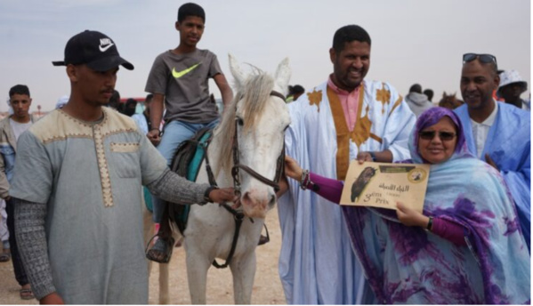 Organisation d’une course de chameaux et de chevaux dans le cadre des activités accompagnant l’annonce de Nouakchott capitale de la culture islamique