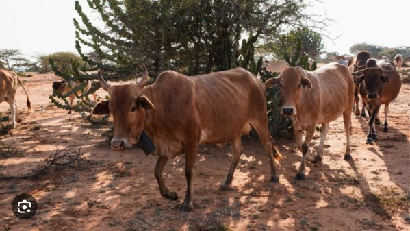 Le Forum sur le pastoralisme au Sahel et en Afrique de l’Ouest s’ouvre à Nouakchott