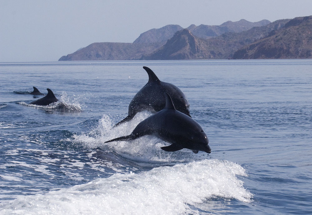 Maroc: le grand dauphin, bête noire des pêcheurs d'Al-Hoceïma