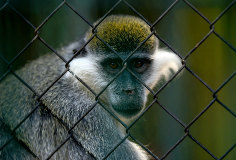 Au Caire, le plus vieux zoo d'Afrique fait grise mine