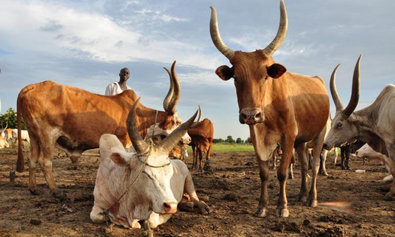 Les animaux se meurent… les populations aussi