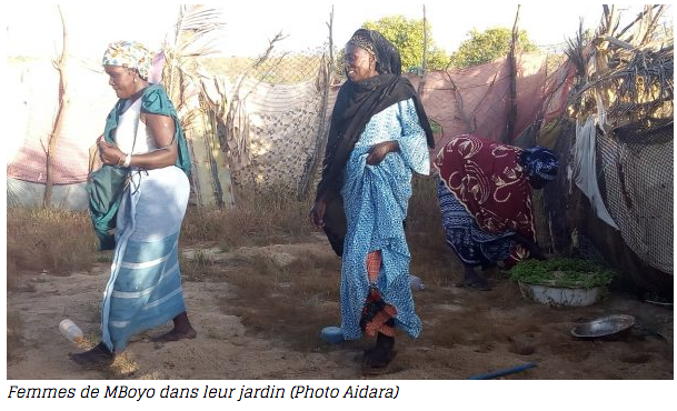 Les harratines de Keur Macène, une fierté en bandoulière entre une pauvreté endémique et des terres luxuriantes