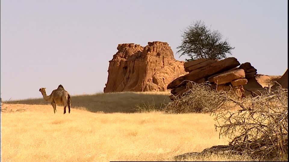 Adrar : chameaux empoisonnés, auteurs arrêtés