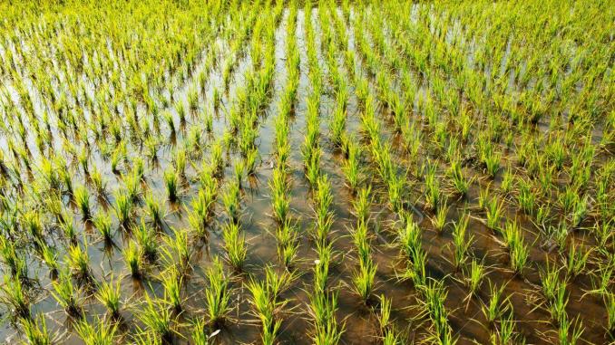 La campagne rizicole démarre enfin à Kaédi