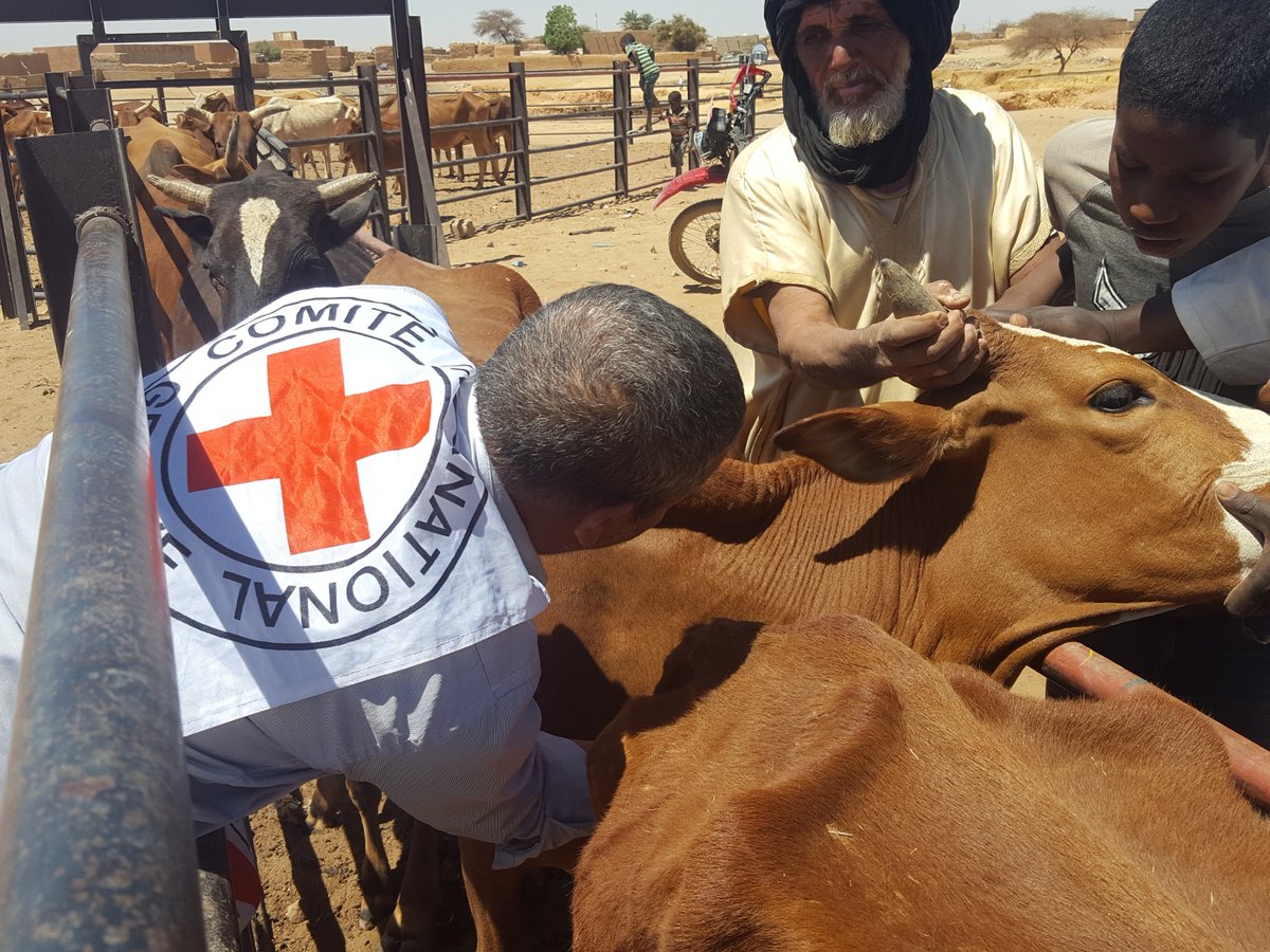 Lancement de la campagne annuelle de vaccination du bétail au niveau de l’Adrar