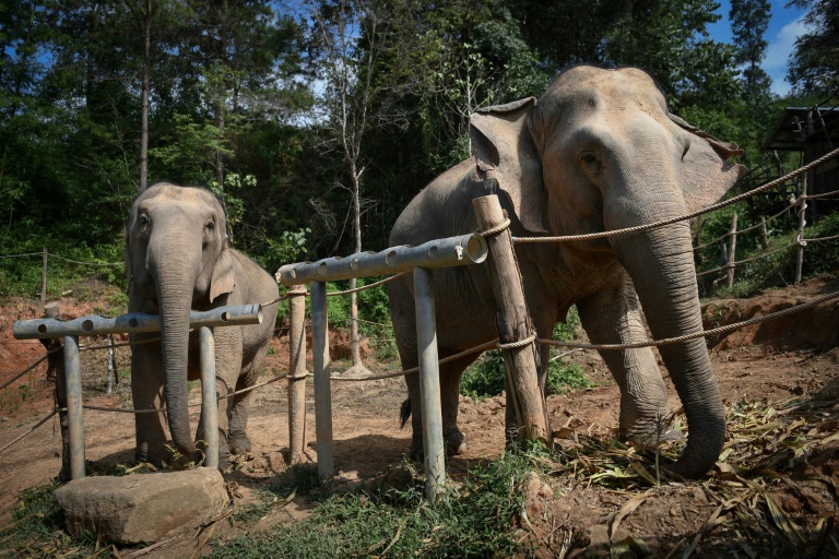 En Thaïlande, le sombre envers du décor pour les "éléphants à touristes"