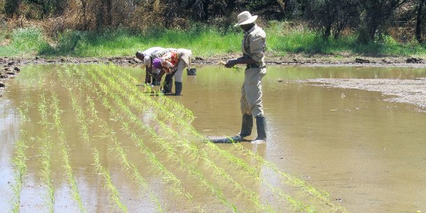 Des agriculteurs mauritaniens menacent d’abandonner la riziculture