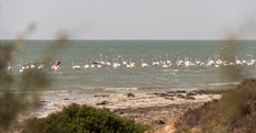 L’ambassadeur de France en Mauritanie en visite au Banc d’Arguin