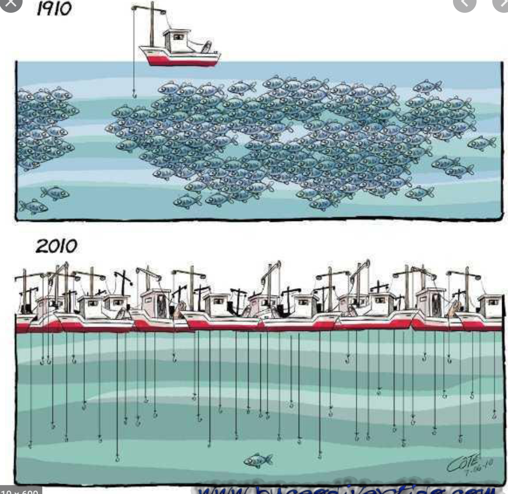 Pêche- Le RFD réclame le retrait des licences des navires chinois et turcs pour parer à une catastrophe