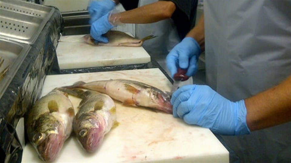 Nouadhibou : Pose de la première pierre de la construction d'une usine de manufacture du poisson