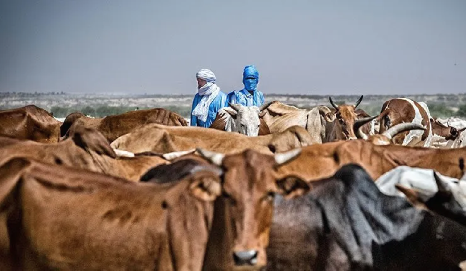 Mauritanie-Mali : la question de la transhumance évoquée sous l’égide de la FAO