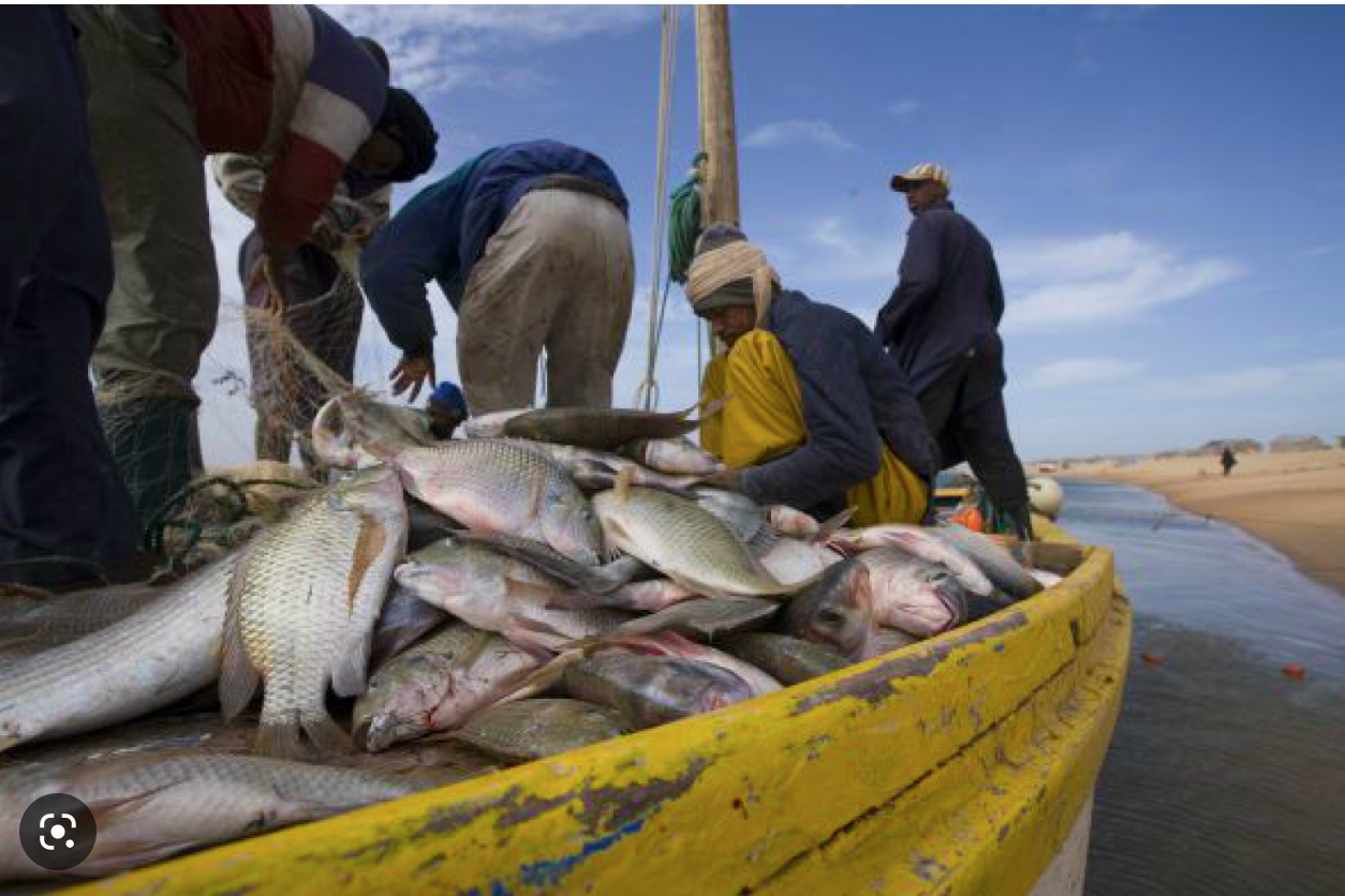 Mauritanie : morts de dizaines de mulets près de Nouadhibou