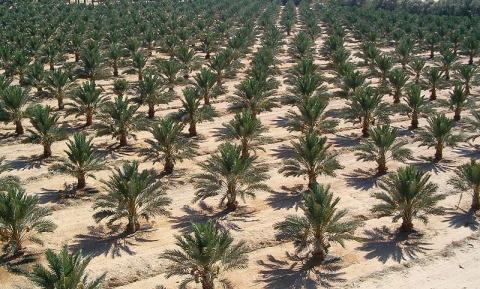 Adrar : Distribution de 3.000 plants de palmiers