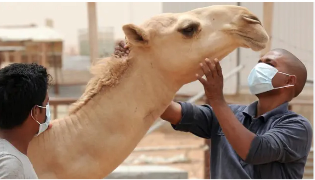 Lancement de la campagne de vaccination du bétail en Adrar