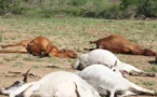 Mauritanie : Mort de bêtes au Guidimakha, après avoir dévoré des produits périmés