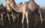 Mauritanie : un convoi de pèlerins bloqué à Rosso - Leurs dromadaires sont en cause