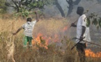 Mauritanie : chaque année 10 milliards d'aliment de bétail partent en feux de brousse