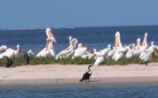 Tasiast contribue à l’assainissement du Parc National du Banc d’Arguin en Mauritanie