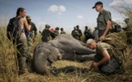 Washington réautorise l'importation de trophées d'éléphants