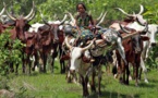 La Mauritanie célèbre la journée internationale de la vache