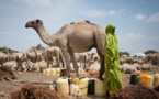 ROSA et SUN-Mauritanie inquiets face à la situation sylvo-agro-pastorale et nutritionnelle en Mauritanie