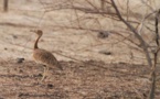 Première réinstallation d’outardes dans le nord mauritanien