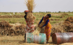 Mauritanie : la forte houle menace la production rizicole