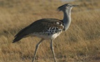 Protection des outardes au Tiris-Zemmour