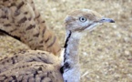 2.000 outardes lâchées dans le Nord mauritanien