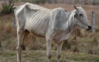 Crise pastorale explosive en Mauritanie : Alerte rouge !