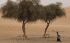 Mauritanie: une grave sécheresse menace la campagne agropastorale