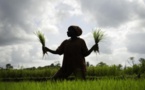 La Mauritanie veut produire 340.000 tonnes de riz