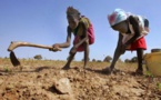 Mauritanie: le manque de pluies accroît les risques de malnutrition