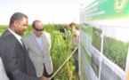 Le Président de la République visite un périmètre agricole pilote pour la culture des fourrages verts à N'Beikit Lahwach