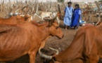 Inquiétude des éleveurs en Mauritanie