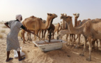 Mauritanie : 8 décès suite à la fièvre de la vallée du Rift