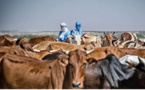 Mauritanie-Mali : la question de la transhumance évoquée sous l’égide de la FAO