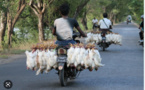 La recrudescence des opérations de contrebande de poulets de Nouadhibou à Nouakchott coûte des milliards au Trésor public