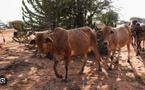 Le Forum sur le pastoralisme au Sahel et en Afrique de l’Ouest s’ouvre à Nouakchott